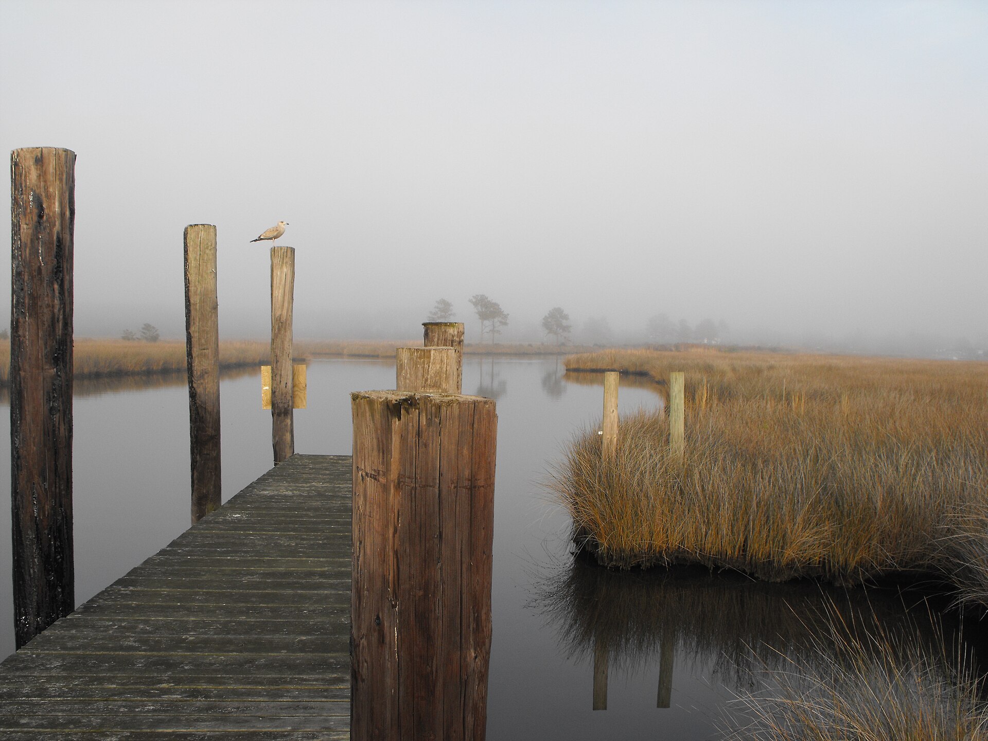 Historic view — Swan Quarter, Hyde County